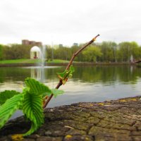 Лесная сказка в городской среде :: Петр Ваницын