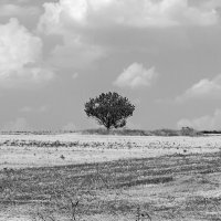 Одинокое дерево :: Андрей Черкасов
