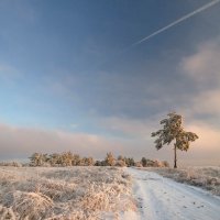 сосна :: Александр 