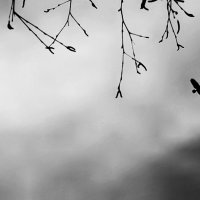 A bird :: Alex Minaev