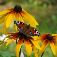 Рудбекия и бабочка :: Лариса 