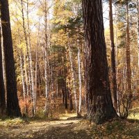 Осень в лесу :: Ираида Юмагулова