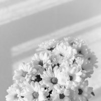 Букет хризантем в чёрно-белом цвете :: Ksenija Mudryaninets