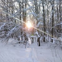 Зима в лесу :: Виталий 
