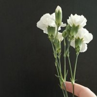 Белые цветы :: Жанна Вахрамеева