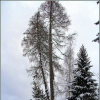 Зима. :: Николай Николаевич 