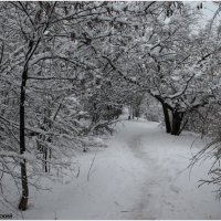 Зимняя прогулка в парке 2024 :: Владислав Воровский 