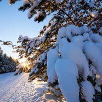 Солнце и снег на зимней дороге :: Константин Федяев