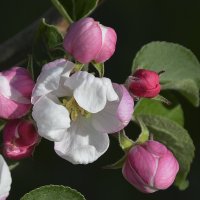 Яблоня в цвету - какое чудо! :: Валентина  Нефёдова 