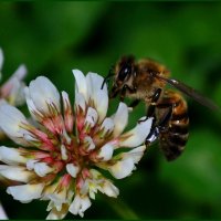 Пчела и клевер :: Alexandra Shusha