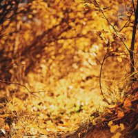 Осень кружит .. головы деревьям :: Marina Piskulina