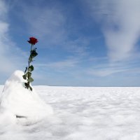 Роза на снегу :: Светлана Сим 