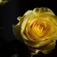 Yellow rose :: Olga Krotova