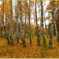 Осень бродит по лесам... :: Наталья Соболева