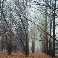 Осенний туман :: Настя Емельянцева