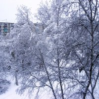 Белая береза под моим окном :: oxana 