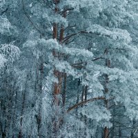 Зимний лес :: Инна Март