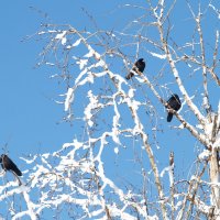 птицы на зимнем дереве :: Александр Беленкин