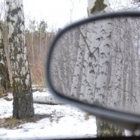 Березки в снегу. :: Валя Горбачёва