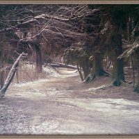 Начало зимы в Шуваловском парке :: Алексей Шехин