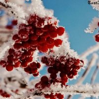 Снег и рябина :: Александра Крюкова(Самойлова)