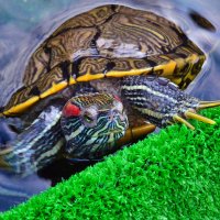 Красноухая черепаха. :: Виталий Дарханов