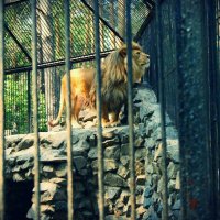Король лев... Хочет на свободу. :: Света Кондрашова