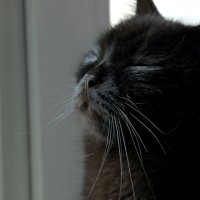 любимый кот Костер :: Наталья Солженикина