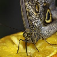 Бабочка своим хоботком высасывает сок из апельсина :: Сергей Савич