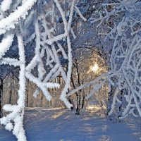 Зимний денек в лесу :: Наталья Лисинова 