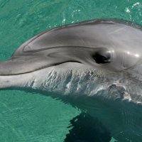 Улыбка дельфина :: Olga Salnikova