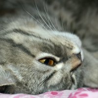 Кошечка :: Анастасия Журавлева