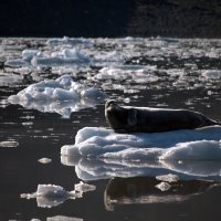 Тюлень на льдине :: Виталий Кулешов (kadet.www)