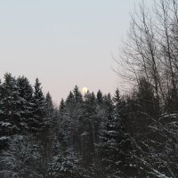 Луна над зимним лесом :: Анатолий Антонов