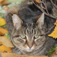 Осенний кот :: Татьяна Латышева