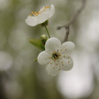 Le printemps :: Anastasia Titova