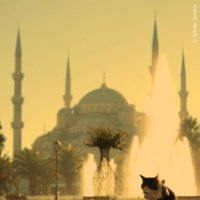sultanahmet kedisi :: Selman Şentürk