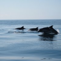Летящие дельфины :: Юлия Семашко