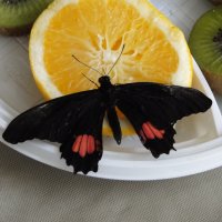 Бабочка :: Юля Ануфриева