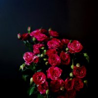 Весенние розы :: Михаил Новиков