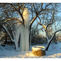 Дерево "Ледяной фонтан" :: Светлана Павлова