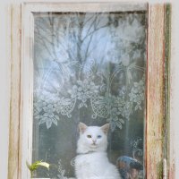 кошка в окошке :: Алексей Медведев