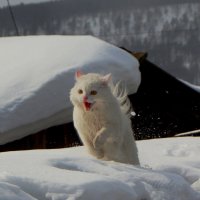 Снежный Барсик :: Сергей Шаврин