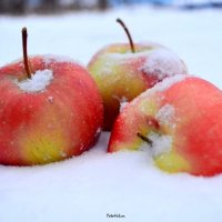 Яблоки на снегу :: Елена Шабалина