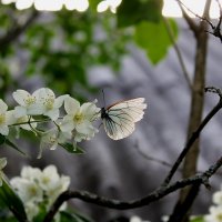 Бабочка :: Cветлана Закомолдина