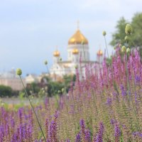 Лавандовые поля :: Екатерина Соломатина