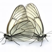 Бабочки :: galidob 