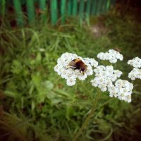 Пчела на цветке. :: Екатерина 