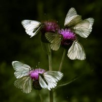 Нашествие бабочек :: Sergey Apinis