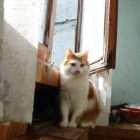 Мой кот :: Полина 